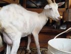 Saanen Female Goats