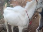 Sannan Goat Male
