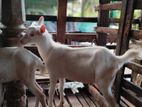 sannan male goats