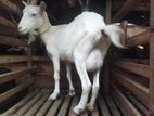 Sannan Female Goat