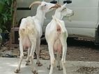 Sannan Milking Goats