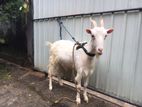 Sannen Female Goat Pregnant