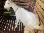 Saanen Goat