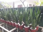 Sansavirea Plants