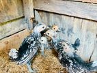 Sebright Gold / Silver Chicks