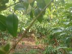 Land for Sale in Meetiyagoda