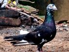 Pigeons