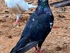 Saskin timing pigeon