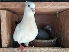 Pigeons