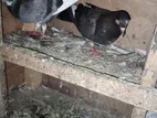 Pigeons