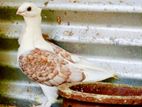 Sattinet Owl Pegion Breeding Pair