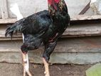 Velladiyan Rooster