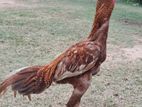 Rooster