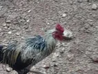 Farm Chicken