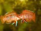 Scarlet badis