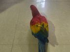 Scarlet Macaw