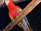 Scarlet Macaw
