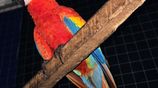 Scarlet Macaw