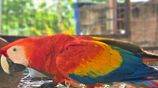 Scarlet Macaw