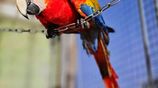 Scarlet Macaw