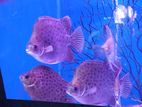 Scats Fish