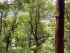 Scenic 170-Perch Land for Sale – Gannoruwa, Kandy.
