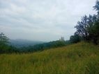 Scenic Land for Sale in Kandy | 5 mins to Peradeniya University