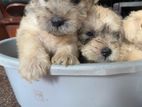 Schnoodle Puppies