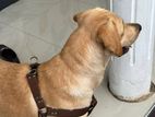 Labrador Puppy