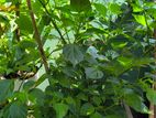 Scotch Bonnet Chilli Plants