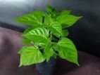 Scotch Bonnet Chilli Plants