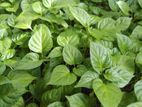 Scotch Bonnet Dark Green Jambo Nayimiris