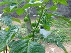 Scotch Bonnet Plants