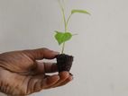 නයි මිරිස් පැල