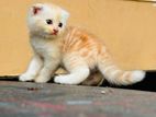 Scottish Persian Kittens