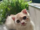 Scottish Fold Kitten