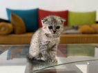 Scottish Fold Kitten