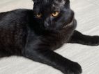 Scottish Fold Persian Cat