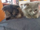 Scottish Fold Persian cats