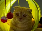 Scottish Fold Persian Kitten