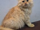 Scottish Fold Persian kitten
