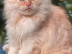 Scottish Fold Persian kitten