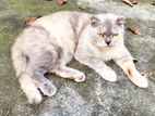 Scottish Folds and Bengal Cat