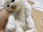 Scottish Persian Kitten