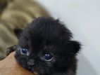 Scottish Persian Kitten