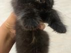 Scottish Persian Kitten