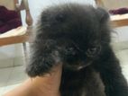 Persian Kitten