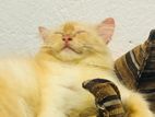 Scottish straight Cat