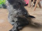 Scottish Terrier Puppy