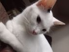 Kittens for Kind Home
